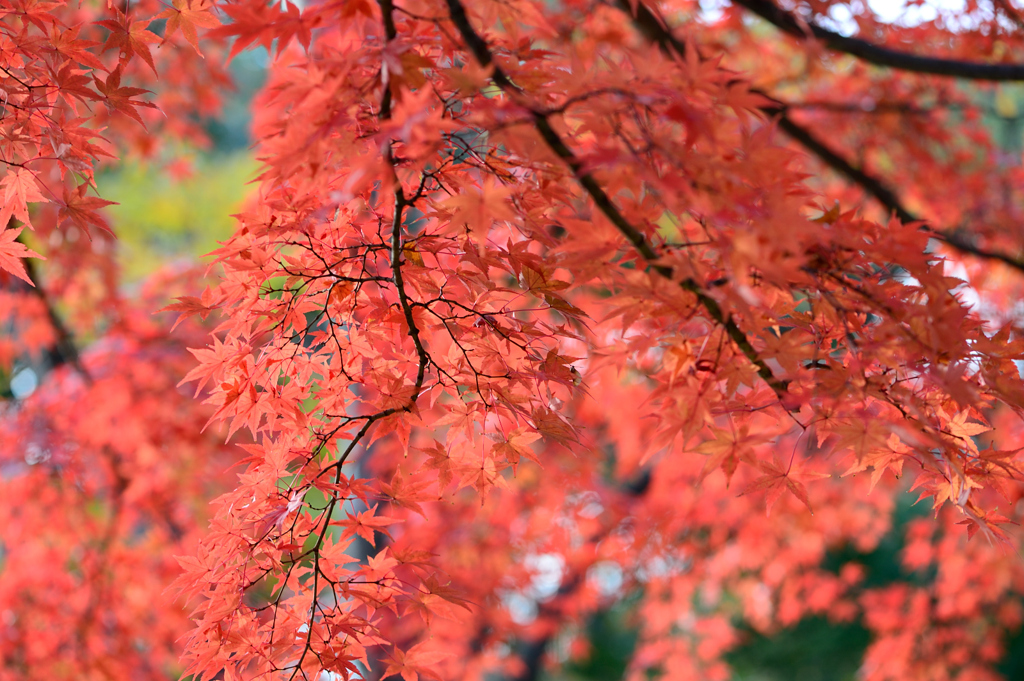 紅葉