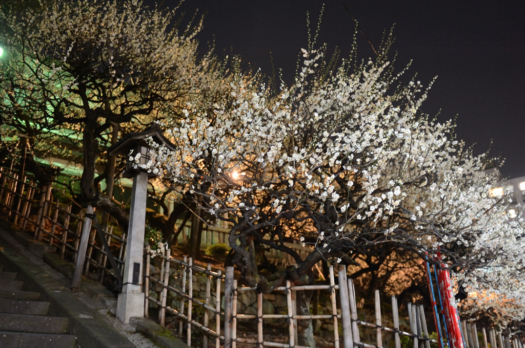 湯島の夜梅