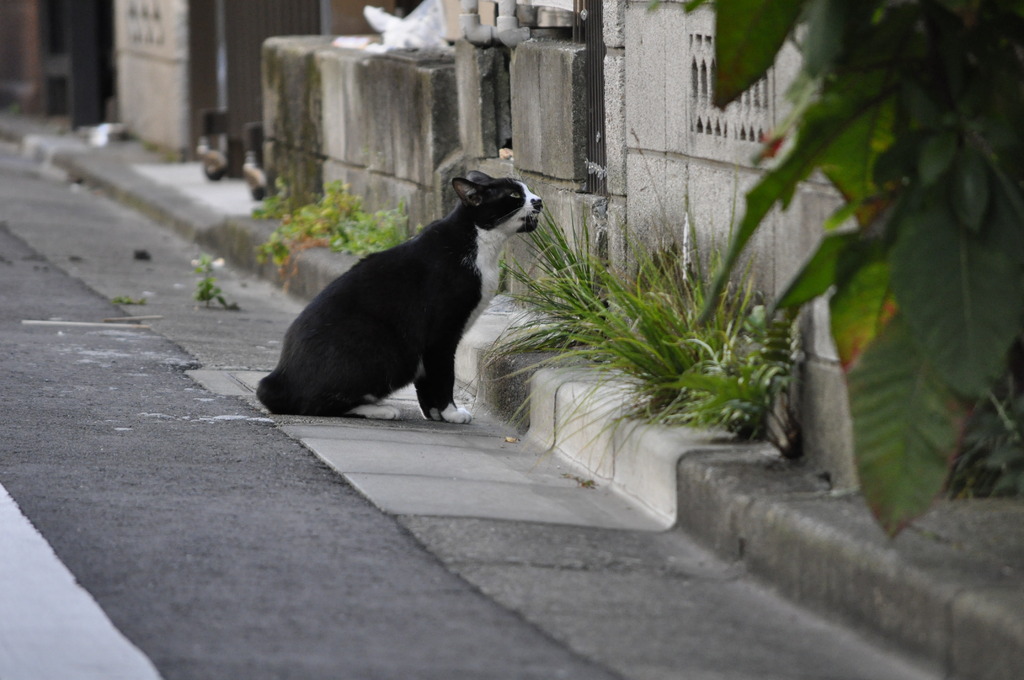 上りたいにゃ