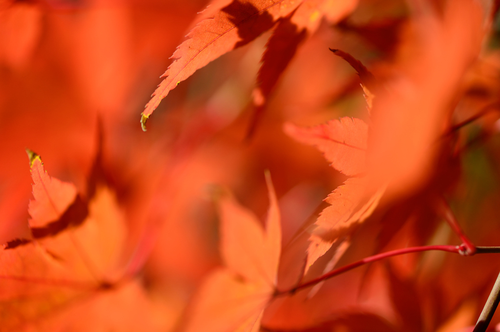 紅葉