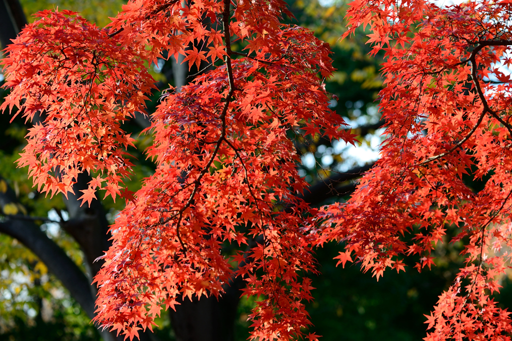 紅葉