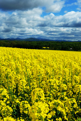 Rape Blossoms