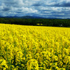 Rape Blossoms