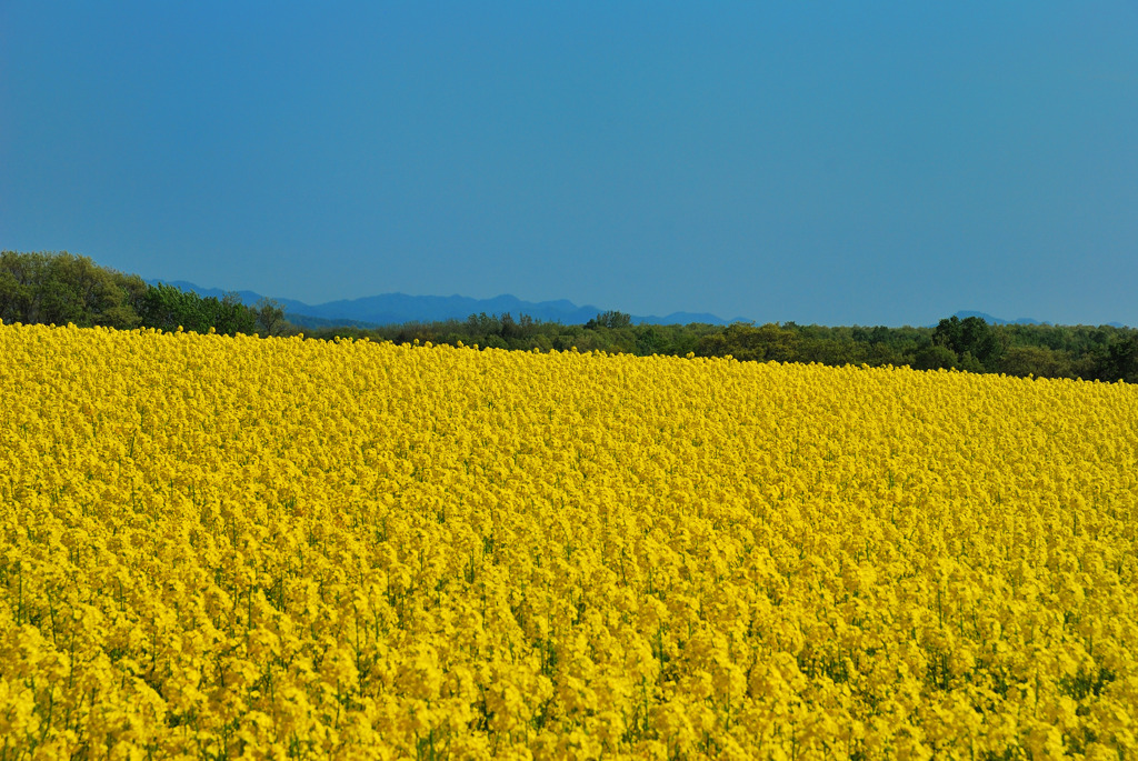 Rape Blossoms 2010