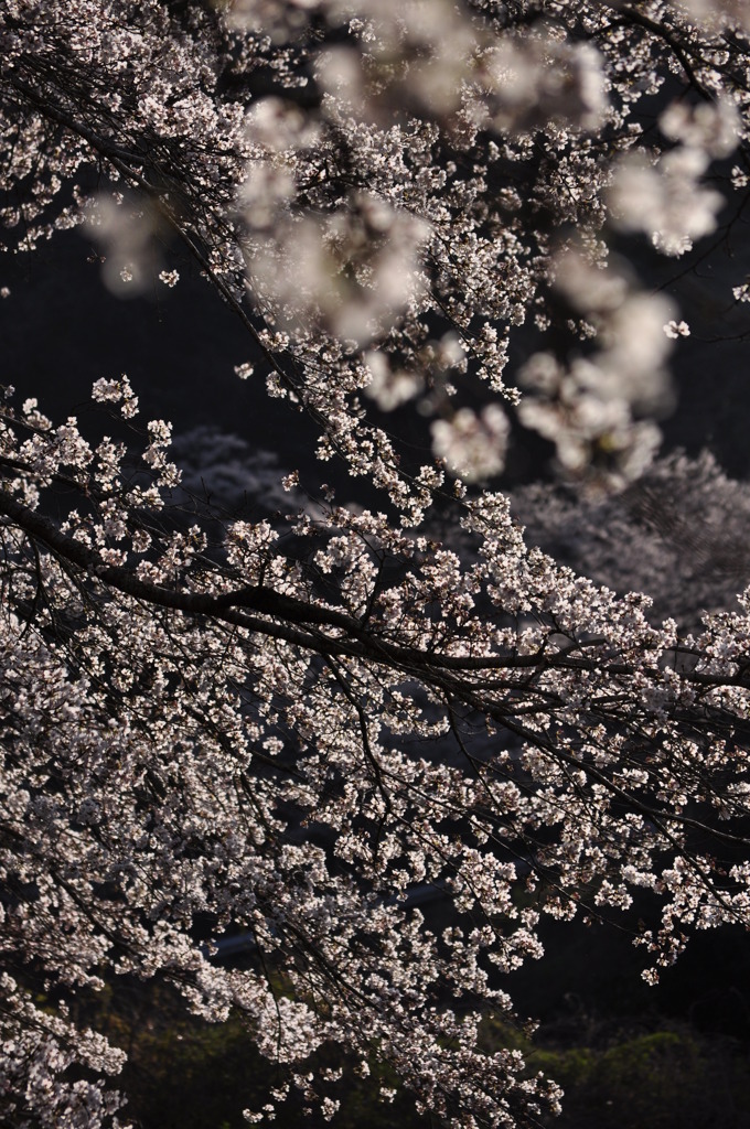 光る桜花