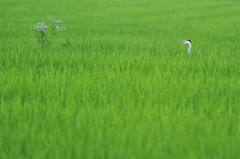 _DSC8418_9204
