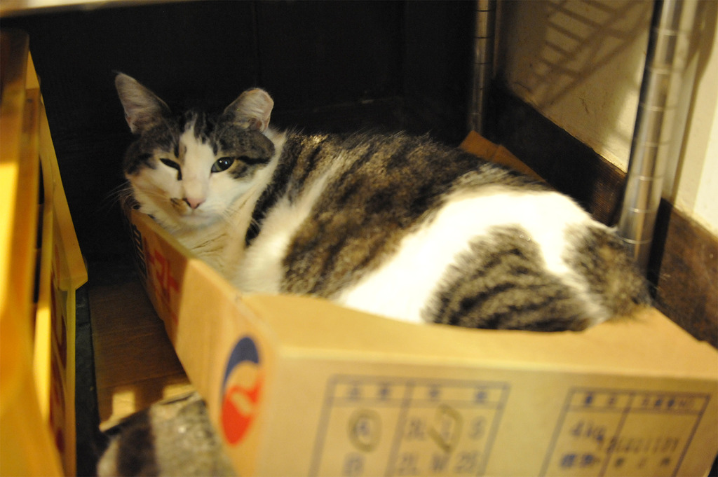 だいじょうぶのねこ