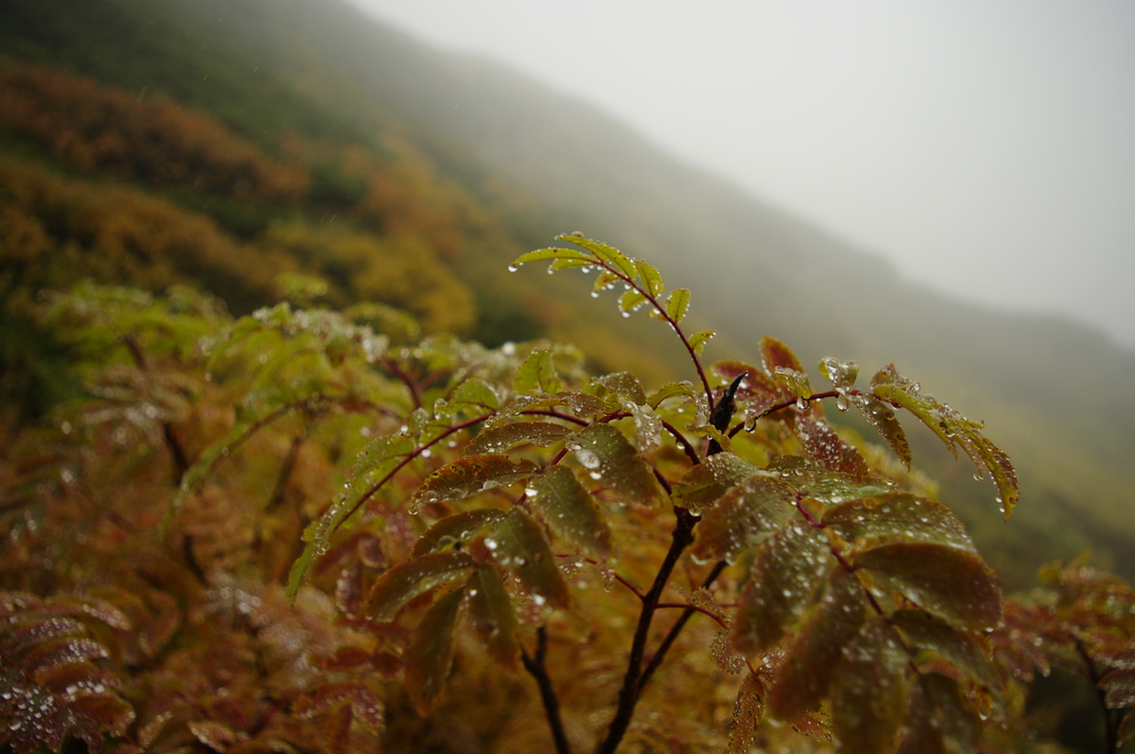 高山植物