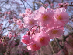 春到来