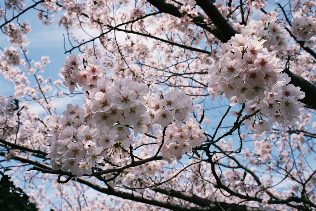 今年の桜