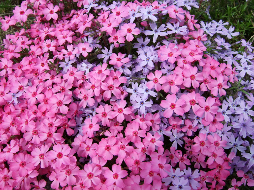 芝桜