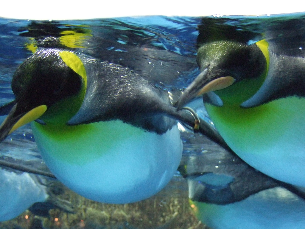 ペンギン