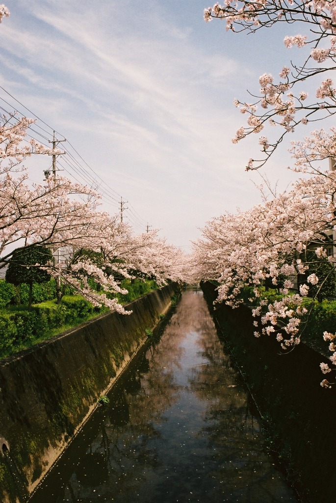 桜と空