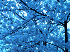青い桜の世界
