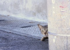 まねきねこ