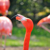 フラミンゴ