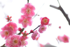 Pink Plum Blossom