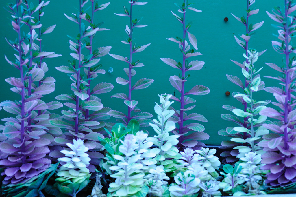 Aqua Plants?