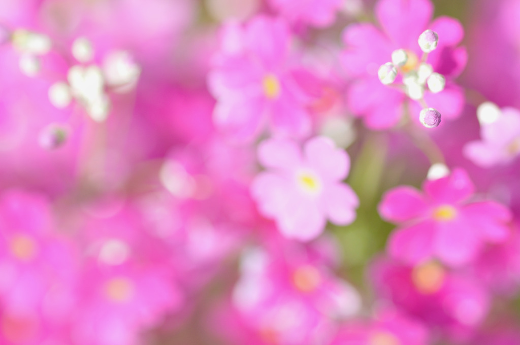 Pink Flowers