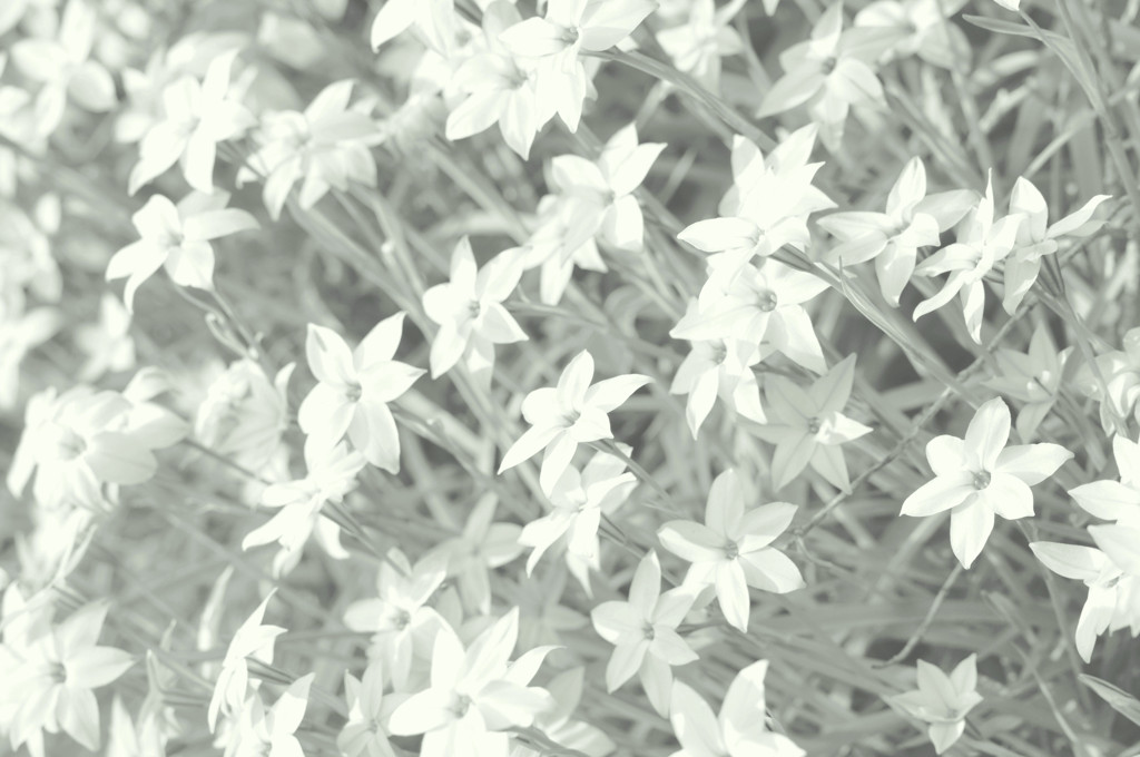 White Flowers