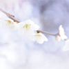 White Plum Blossom