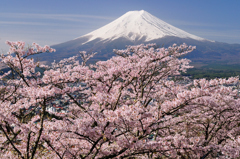 富士春景