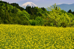 仙洞田