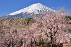 しだれ桜