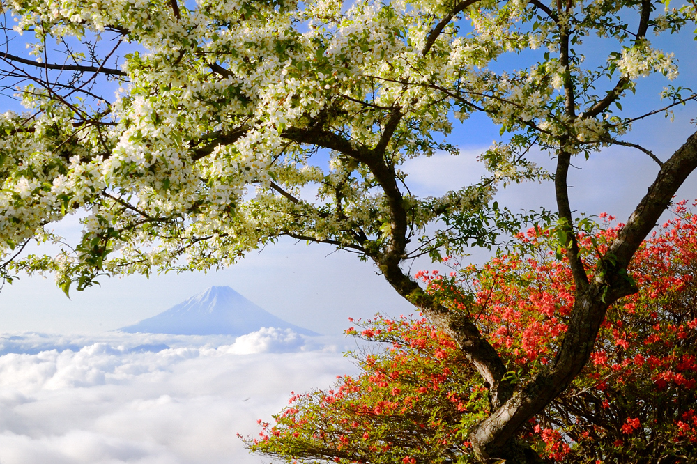 甘利山の季節
