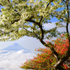 甘利山の季節