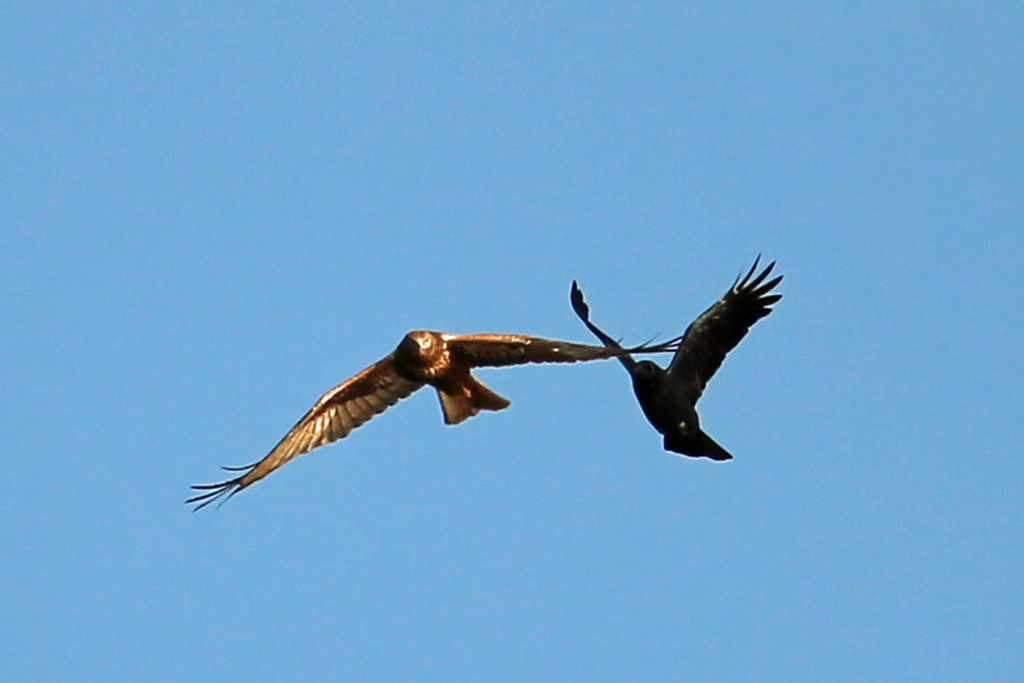 カラスVSチュウヒその2