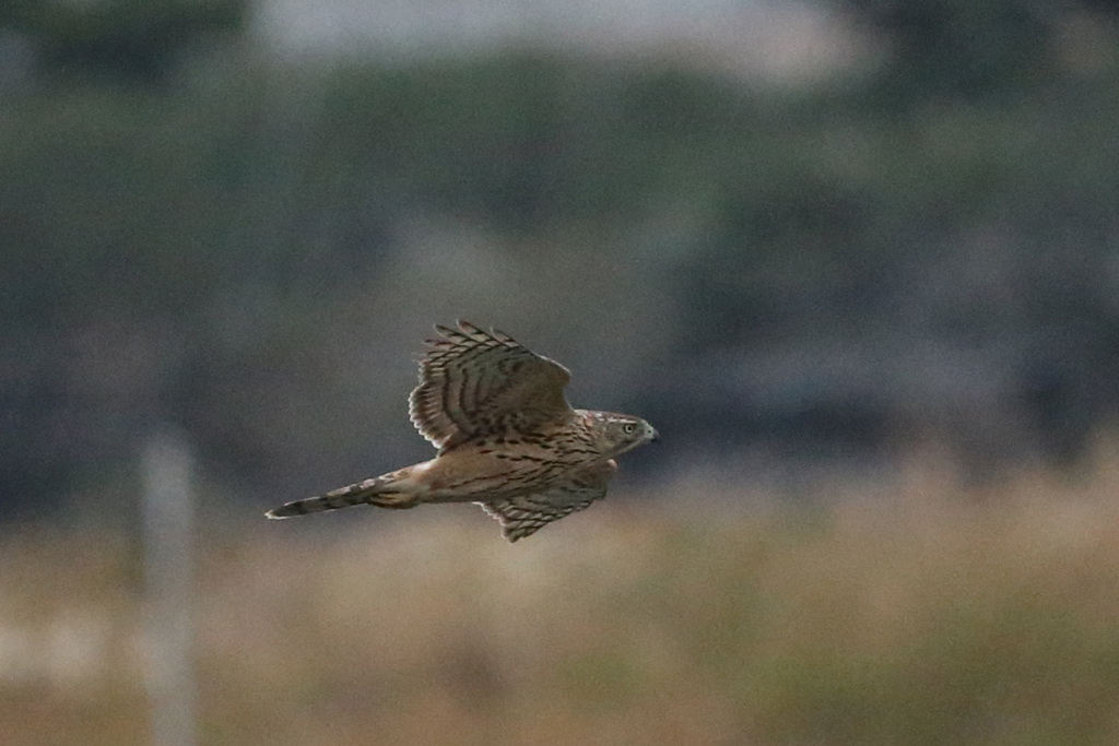 オオタカ幼鳥流し鳥-2