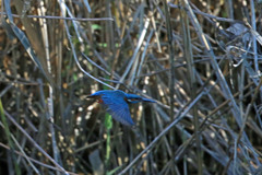 カワセミ飛行中