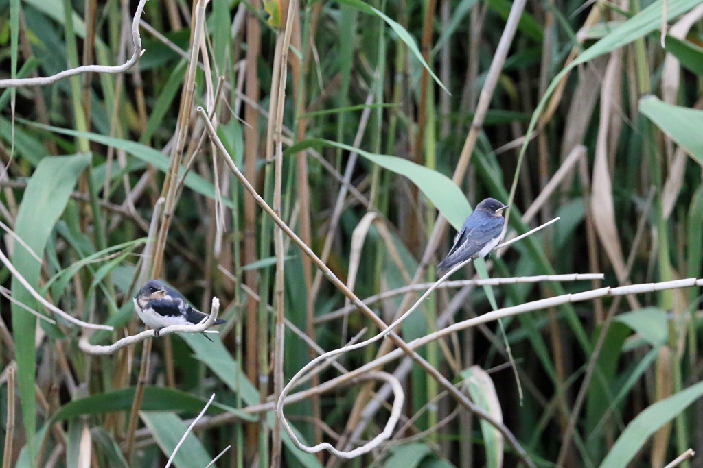 父ちゃんまだかな～