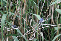 父ちゃんまだかな～