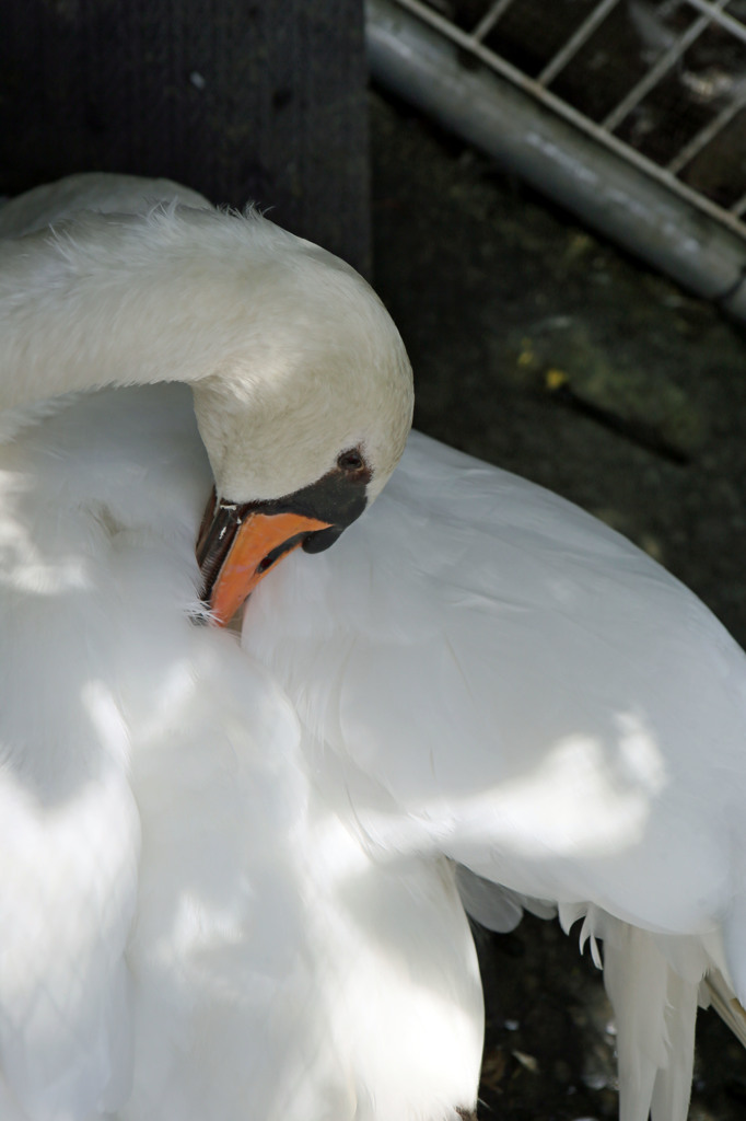 目ちっちゃいね