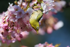 もうすぐ春です