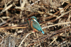 笹のはも食べるのね？