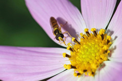 ゴーグル付けてます