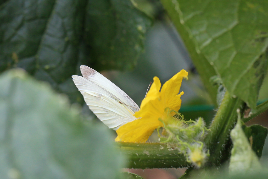 胡瓜の花にモンシロチョウ