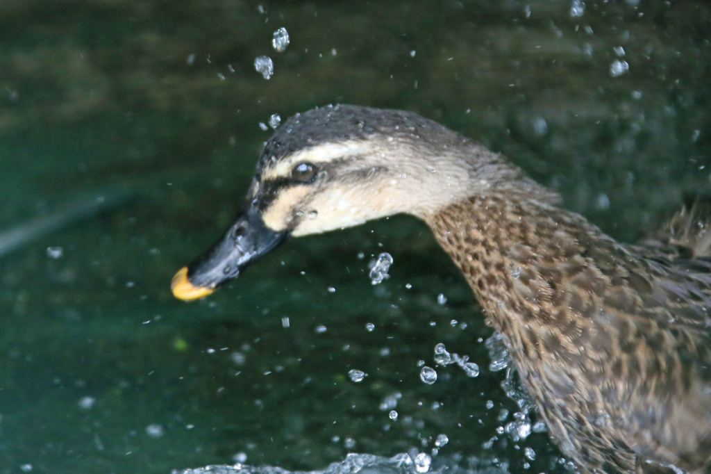 水浴びです
