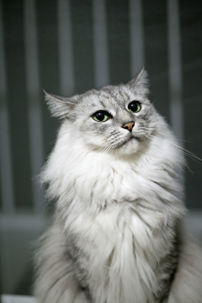 おすましポーズその2