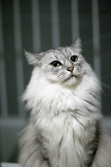 おすましポーズその2