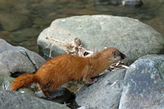 初めてのイタチ君-9