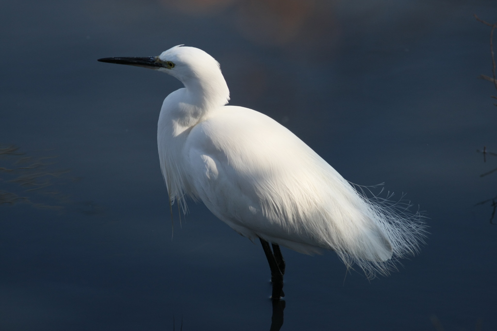ぼくこさぎです