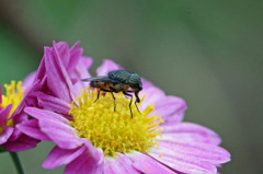 きょうは曇りレイバンいらないよ
