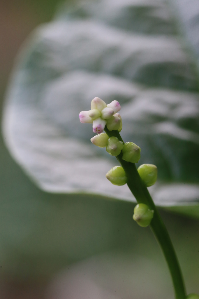 なんの花でしょう