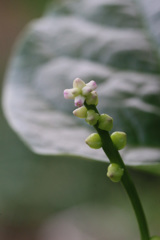 なんの花でしょう