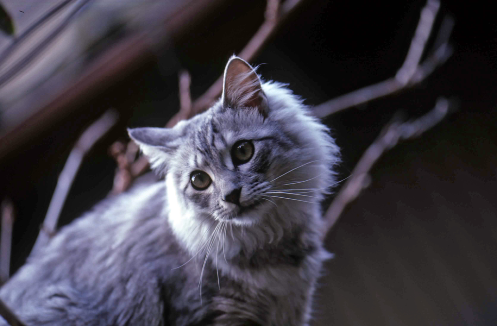 にゃにゃのポートレート-3