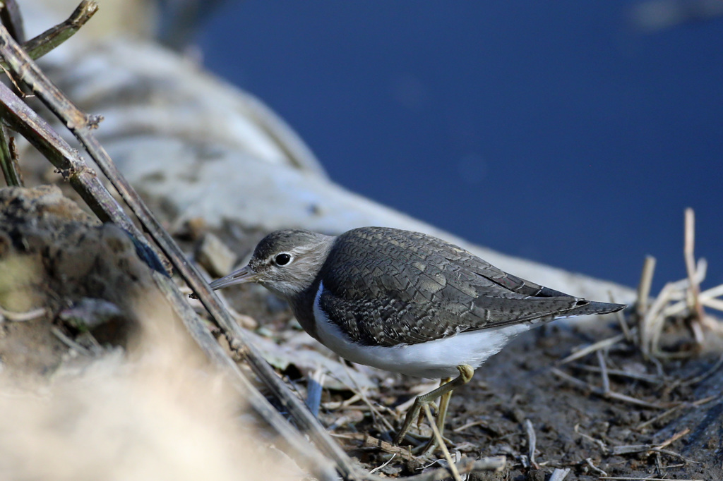 近くで撮れました